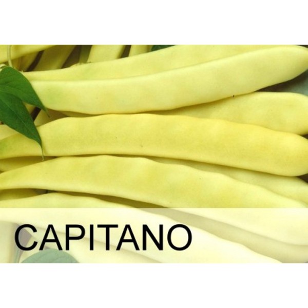 CAPITANO